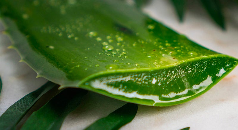 Aloe vera leaf cut open to reveal naturally hydrating ingredients
